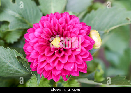 Purple Dahlia, Dalina Maxi Castilo (P), Flower. Purple Dahlia, Dalina Maxi Castilo (P), Flower.
