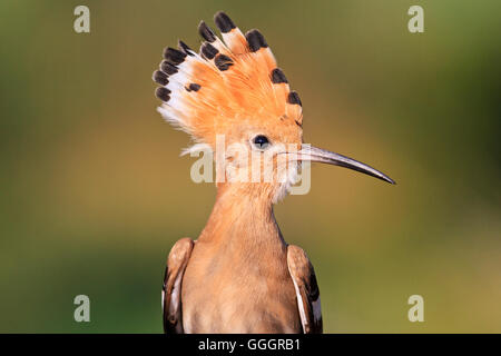 rare bird with a tufted in beautiful colors Stock Photo