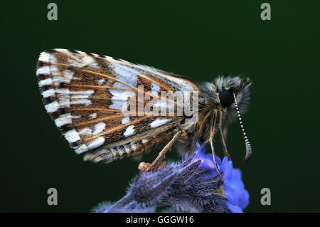 A grizzled skipper at rest UK Stock Photo