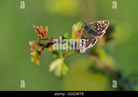 A grizzled skipper at rest UK Stock Photo