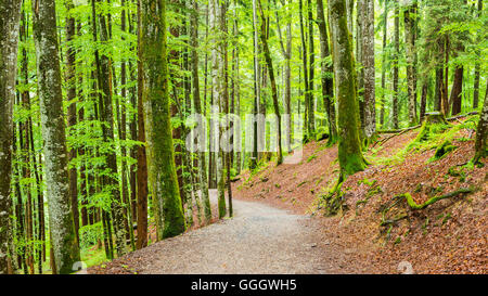 geography / travel, Germany, Bavaria, hiking trail in the mountain forest, at Oberstdorf, Allgaeu, Freedom-Of-Panorama Stock Photo
