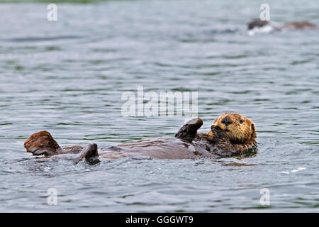 zoology / animals, mammal / mammalian (mammalia), Sea otter, Enhydra lutris, belongs to the weasel family, photographed of the west coast of northern Vancouver Island, British Columbia, Canada., No-Exclusive-Use Stock Photo