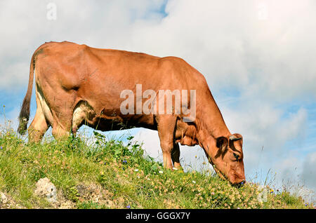 Tarine cow grazing in the French Alps in Savoie department at La Plagne Stock Photo