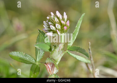Upright Clover - Trifolium strictum Stock Photo