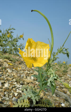 Yellow Horned-poppy - Glaucium flavum Stock Photo