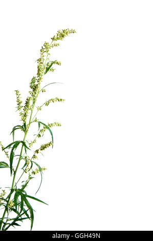 Wormwood plant over white background, close up Stock Photo