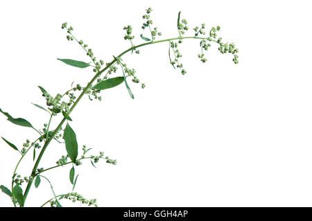 Orach plant isolated over white background Stock Photo