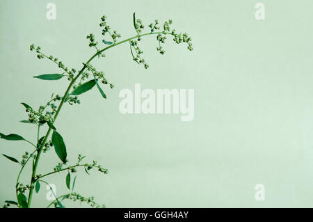 Orach plant close up over green background Stock Photo