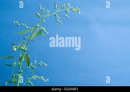 Orach plant close up over blue background Stock Photo