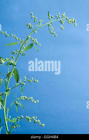 Orach plant close up over bluen background Stock Photo