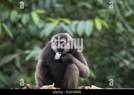 The Bornean white-bearded gibbon Hylobates albibarbis, Indonesia. An endangered species of gibbon endemic to southern Borneo Stock Photo