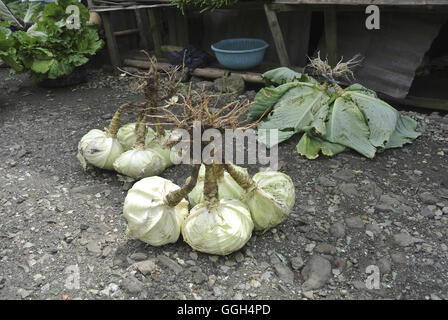 Cabbage in vegetable market, Indonesia. Cabbage or headed cabbage (comprising several cultivars of Brassica oleracea) is a leafy Stock Photo