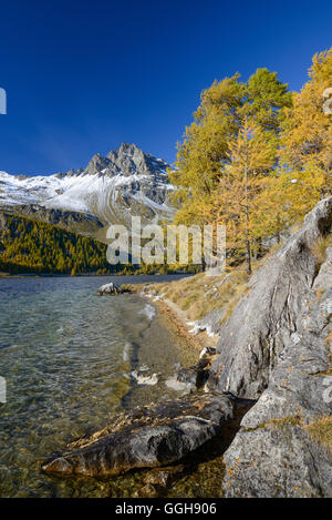 Golden larches along the shore of Lake Sils with Piz Lagrev (3164 m), Engadin, Grisons, Switzerland Stock Photo
