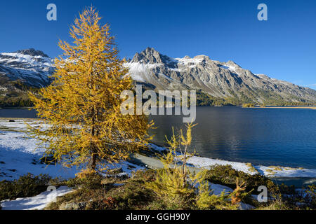 Golden larches along the shore of Lake Sils with Piz Lagrev (3164 m), Engadin, Grisons, Switzerland Stock Photo