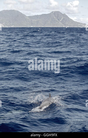 Swimming dolphin, Dominica, Lesser Antilles, Caribbean Stock Photo