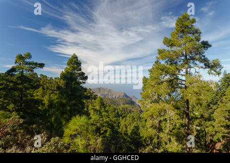 View from Tamadaba pine forest to Teide volcano, canarian pine trees, mountains, beach of El Risco, Natural Preserve, Parque Nat Stock Photo