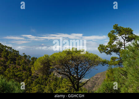 View from Tamadaba pine forest to Teide volcano with snow, canarian pine trees, mountains, Natural Preserve, Parque Natural de T Stock Photo
