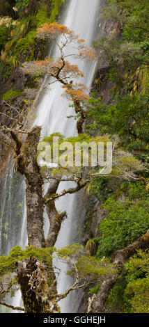 Thunder Creek Falls, Mount Aspiring National park, Hasst Pass, West Coast, South Island, New Zealand Stock Photo