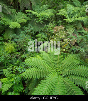 Wood and ferns in Fiordland National Park, Southland, South Island, New Zealand Stock Photo