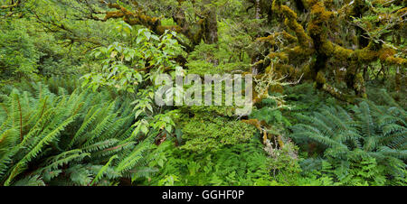 Forest with ferns, Fiordland National Park, Southland, South Island, New Zealand Stock Photo