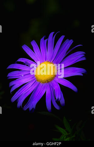 China aster, Annual aster / Sommeraster (Callistephus chinensis), blue flower, blaue Blüte, dark background Stock Photo