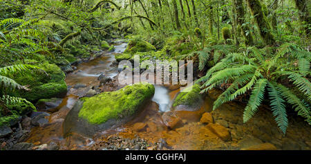 Forest with ferns and stream, Fiordland National park, Southland, South Island, New Zealand Stock Photo