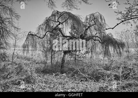 Young's weeping birch / Trauer-Birke (Betula pendula 'Youngii') black white photo Stock Photo