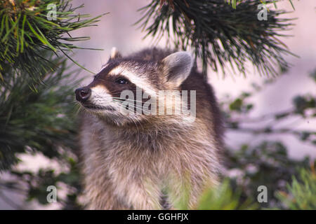 North American Racoon, Raccoon / Nordamerikanischer Waschbär (Procyon lotor) animal, bear, fauna, waschbär, bär, tier