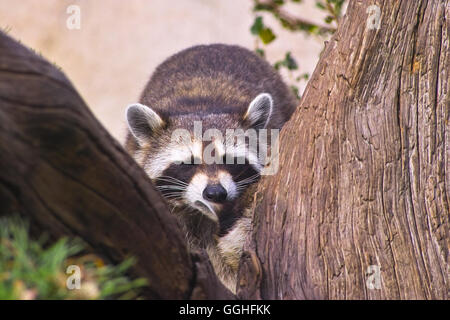 North American Racoon, Raccoon / Nordamerikanischer Waschbär (Procyon lotor) animal, bear, fauna, waschbär, bär, tier North American Racoon, Raccoon / Nordamerikanischer Waschbär (Procyon lotor) animal, bear, fauna, waschbär, bär, tier