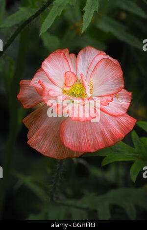 Double coral Field Poppy flowers 'Shirley Mix' (Papaver rhoeas) Stock Photo
