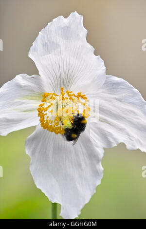 White Himalayan Poppy, White Tibetan Poppy, white form / Scheinmohn (Meconopsis betonicifolia Alba, Meconopsis baileyi Alba) Stock Photo