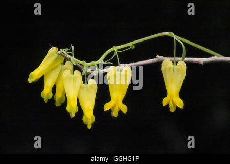 Bleeding Heart Vine, Golden Tears, Climbing Yellow Bleeding Heart / Kletternde Herblume, Traenendes Herz (Dicentra scandens) Stock Photo