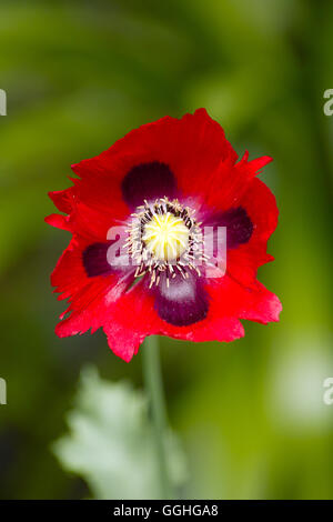 Red Opium Poppy, Red annual Poppy flower / Roter Schlafmohn, gefranste Blüte (Papaver somniferum) Stock Photo
