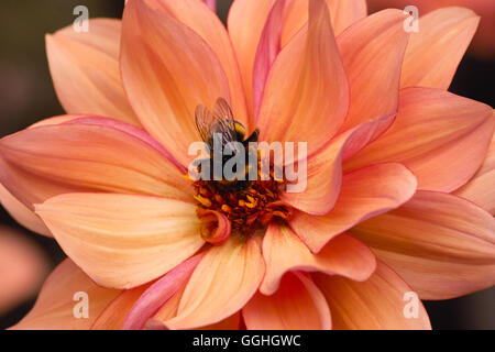 Peony flowering Dahlia / Peonienbluetige Dahlie 'Classic Poème' (Dahlia Hybrid), apricot, bumblebee, Hummel, pink-rosa Stock Photo
