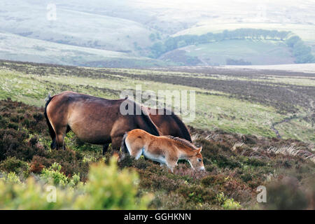 Exmoor Ponies, Wild horses, Exmoor, near Porlock, Somerset, England, Great Britain Stock Photo