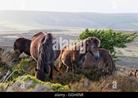 Exmoor Ponies, Wild horses, Exmoor, near Porlock, Somerset, England, Great Britain Stock Photo