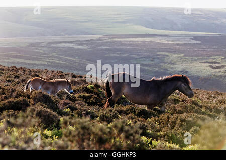 Exmoor Ponies, Wild horses, Exmoor, near Porlock, Somerset, England, Great Britain Stock Photo