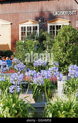 Agapanthus in Tradgardsforeningens Park, Botanical Garden, Gothenburg, Sweden Stock Photo