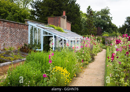 Pretty border of tall pink and purple summer flowering Alcea (hollyhocks) by a greenhouse in the garden at Down House, Luxted, home of Charles Darwin Stock Photo