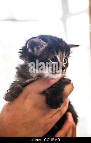 Four week old kitten being held up. Stock Photo