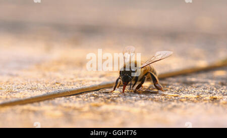 Honeybee drinking water on granite surface at sunset Stock Photo