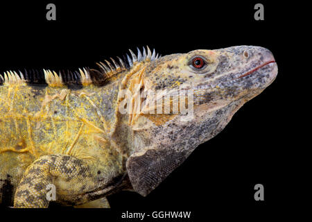 Mexican spiny-tailed iguana (Ctenosaura pectinata) Stock Photo
