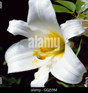 Lilium regale AGM- - Regal Lily   BUL059173  /Pho'