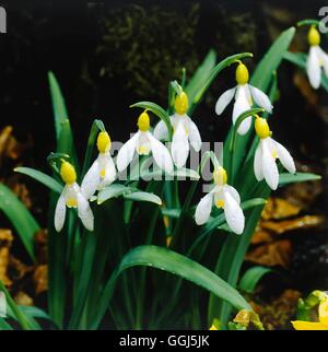 Galanthus - 'Spindlestone Surprise'   BUL086245 Stock Photo