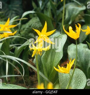 Erythronium tuolumnense AGM   BUL088250 Stock Photo