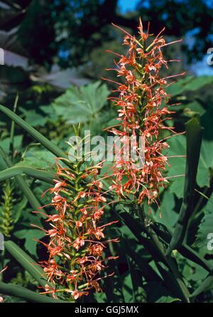 Hedychium coccineum - Scarlet Ginger-lily   BUL092225 Stock Photo