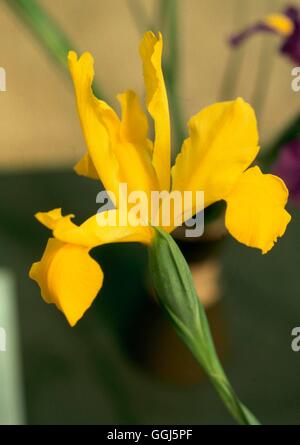 Iris - 'Golden Harvest' (Dutch)   BUL098690 Stock Photo