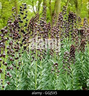 Fritillaria persica   BUL108003 Stock Photo