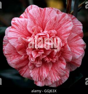Camellia japonica 'Blood of China'   CAM110272 Stock Photo