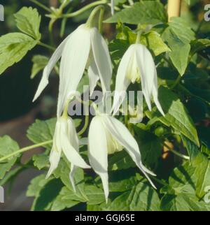 Clematis white columbine Stock Photo - Alamy